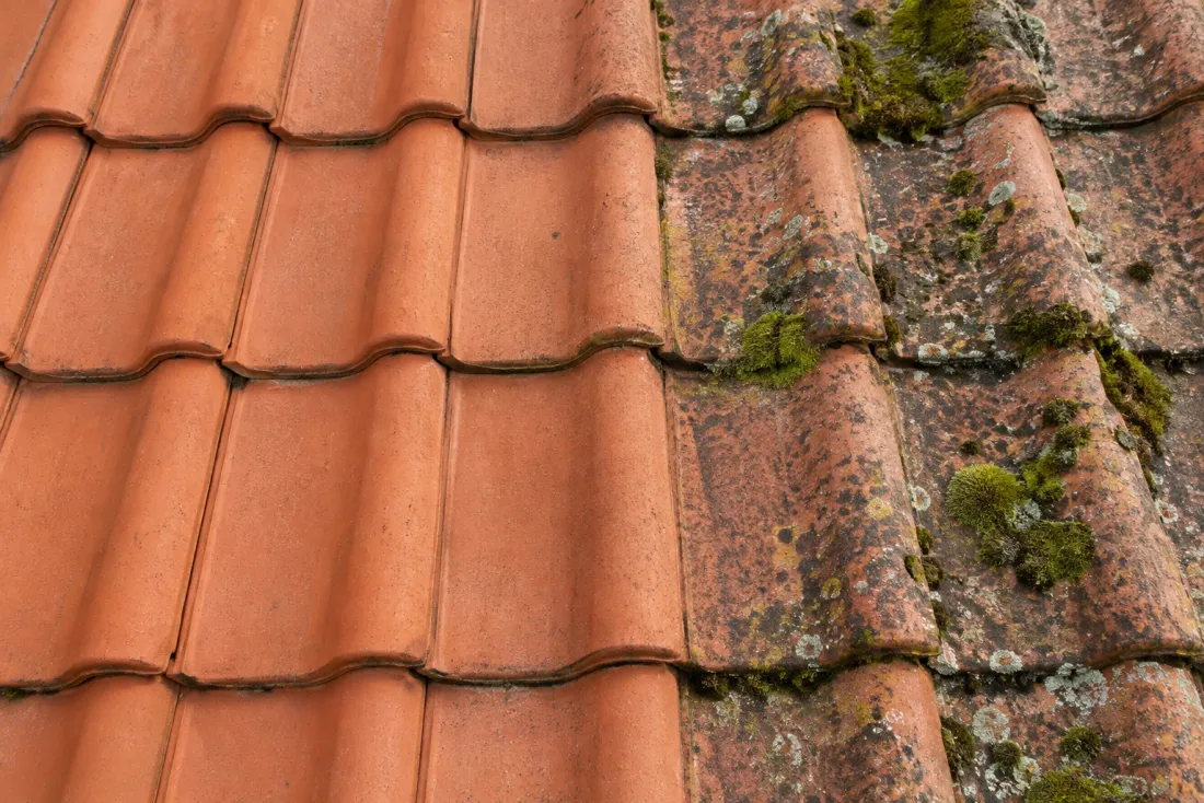 Tuiles en terre cuite à moitié démoussées, en gros plan (Buxy, Saône-et-Loire)
